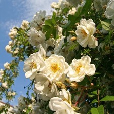 RAMBLING RECTOR - CLIMBING