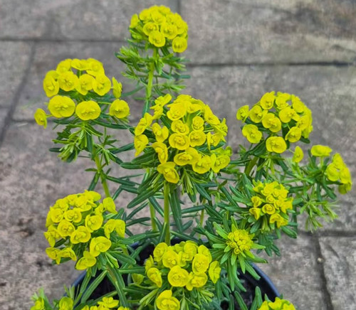 Euphorbia unusual perennial - -,