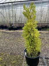Monterey cypress 'Wilma' |