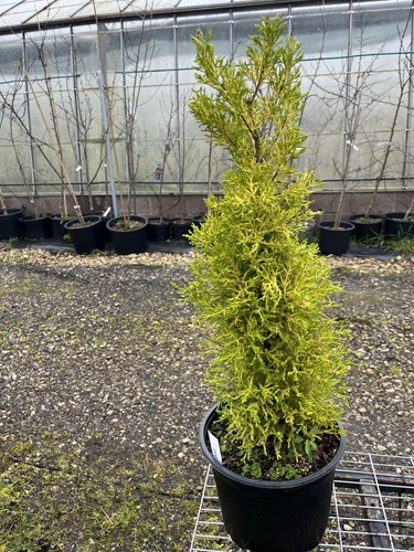 Monterey cypress wilma - cypress, 'wilma'