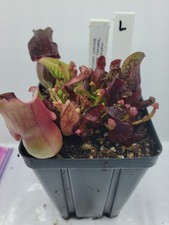 Sarracenia Purpurea Dark