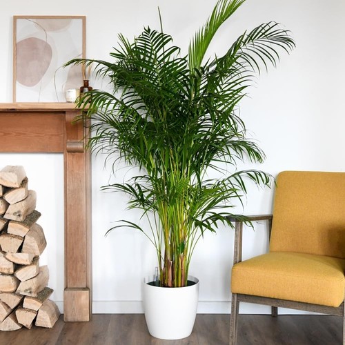 Areca dypsis palm - areca, tree