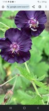 Geranium phaeum hybrid x2, hardy perennial with dark purple flowers bare root
