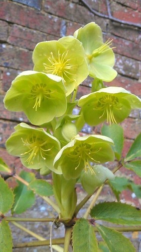 Corsican hellebore winter - hellebore,