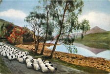 Postcard-:Schiehallion and Loch Rannoch from the Road To the Isles, Sheep
