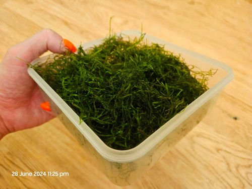Java moss 125g - 125g, self