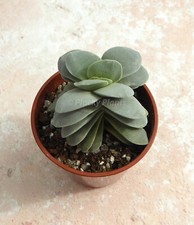 Crassula Morgan's Beauty Succulent Plant Indoor Potted Blue Leaves Pink Flowers