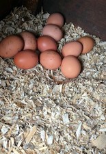 🥚 6 Fresh Local Eggs -
