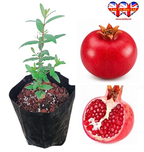 Pomegranate tree pot bag - tree, in