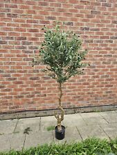 Calabria Large Olive Tree 23081, RRP: £180