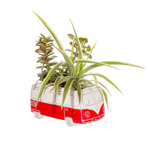 Plants pot flowerpot indoor - plants,