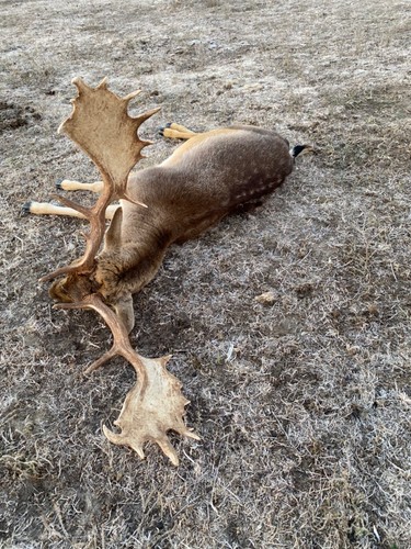 Trophy deer hunting safari - trophy,