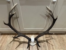 Large Red Deer Stag Antler Horn skull