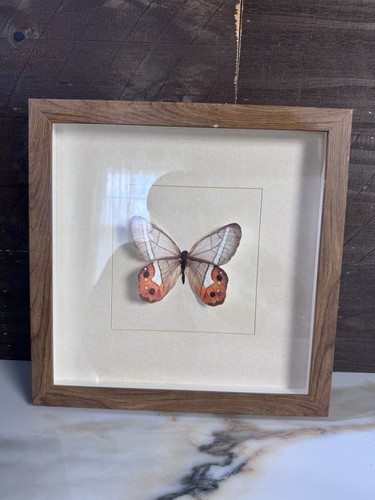 Vintage framed butterfly - vintage,