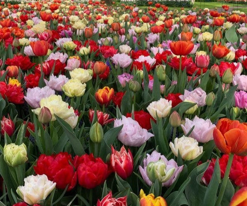 Double mixed tulips stunning - double,