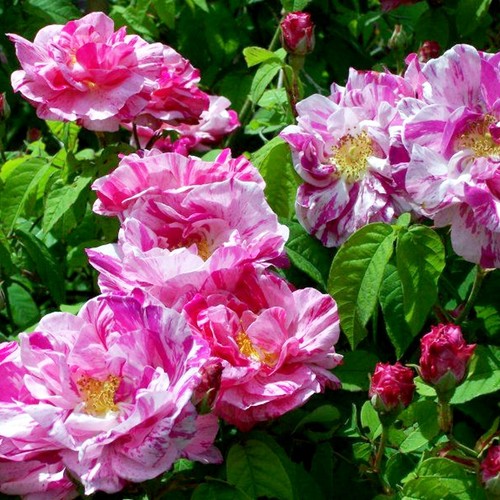 Rose bush plant hardy - hardy, grown