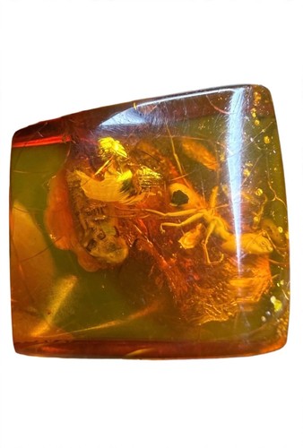 Genuine baltic amber polished - genuine,