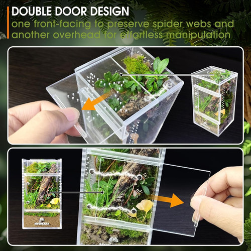 Jumping spider enclosure - jumping,