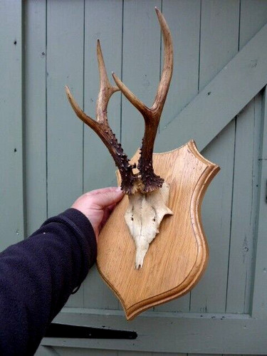 Roe deer skull antlers trophy - deer,