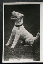 WIRE-HAIRED FOX TERRIER
