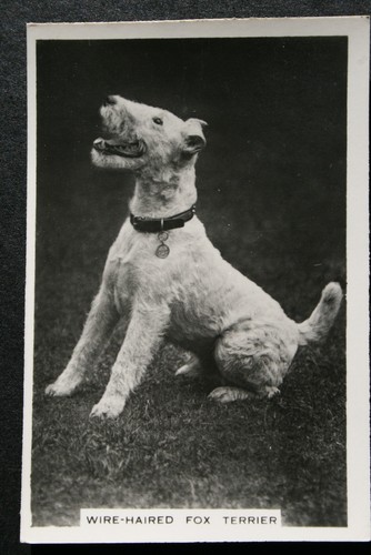Wire haired fox - wire-haired, terrier