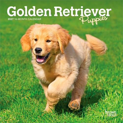 Golden retriever puppies - golden, |