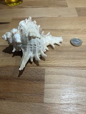Vintage White Giant Ramosus Murex Sea Shell Spiky Conch 