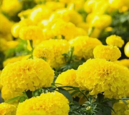 African marigold seeds mary - african,