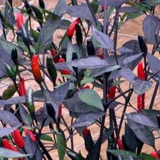 2x Pepper Hot Chilli 'Zimbabwe Black' Plug Plants Vegetables -End of April'25