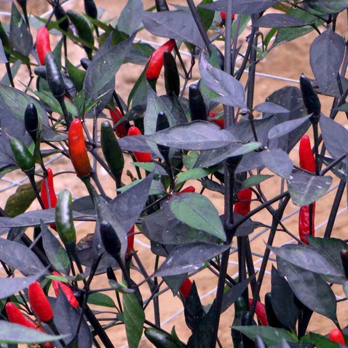 Pepper hot chilli - pepper,