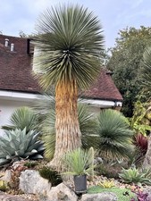 Yucca linearifolia - yucca,