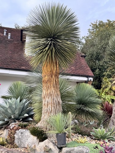 Yucca linearifolia - yucca,