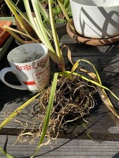 Iris Laevigata Variegated