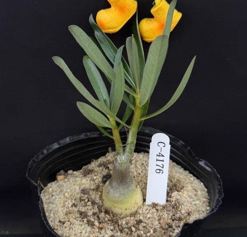 Live house plant adenium - house,