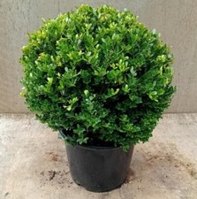 Ilex crenata 'Dark Green' (Japanese holly) ball 40-45cm diameter