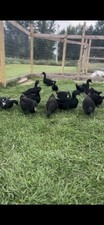 12 Fertile Cayuga Duck Eggs