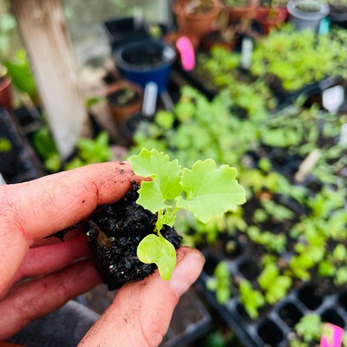 Dwarf curly kale plug - dwarf,
