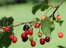 1X 3-4FT DWARF PRUNUS MORELLO