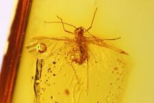 Baltic Fossil Aphid Inclusion Insect Amber Myanmar