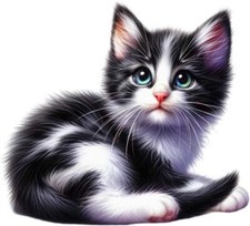 Black White Cat Kitten Wall