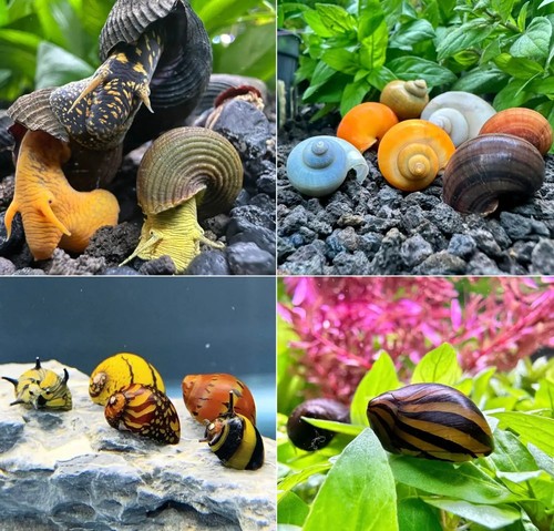 Freshwater aquarium snail - aquarium,