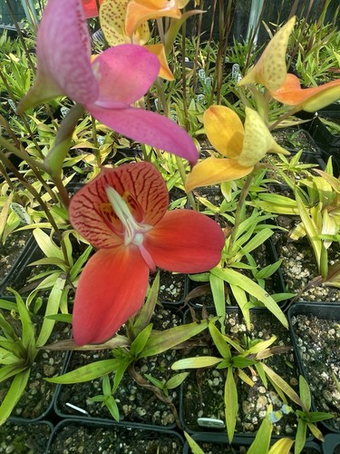 Disa orchid plant - disa, orchid,
