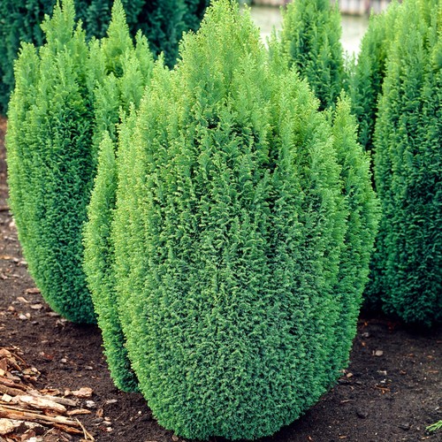 Chamaecyparis ellwoods gold - chamaecyparis,