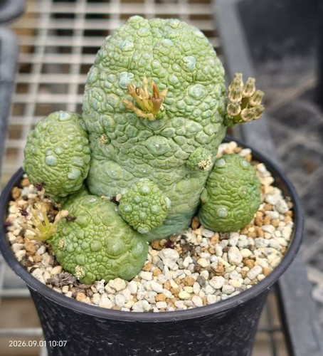 Sale rare plant pseudolithos - rare,
