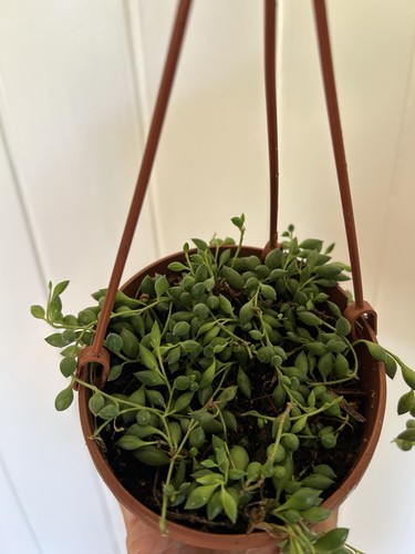 String pearls plant - of,
