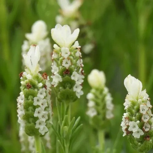 Lavender snowman white - lavender,