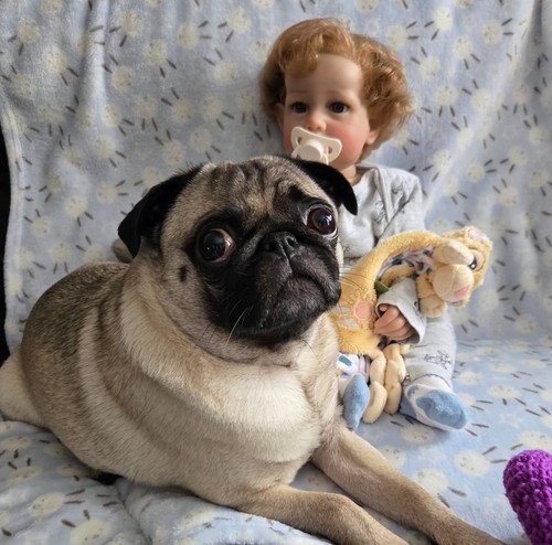Reborn liam doll - reborn,