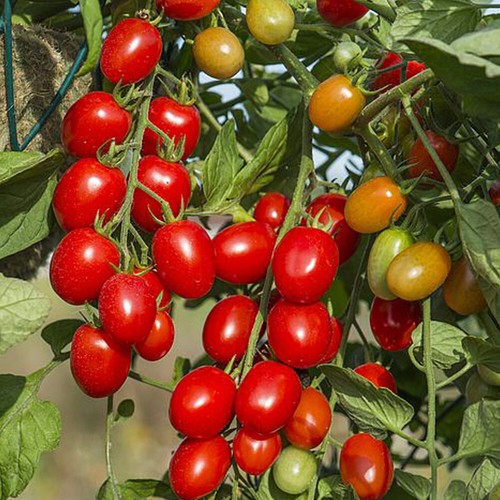 Thompson morgan tomato - thompson,