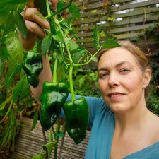 Poblano Chilli Plug Plant –