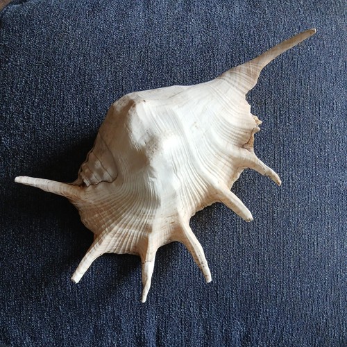 Giant multi horned - ,
